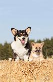 CORGI PEMBROKE 104
